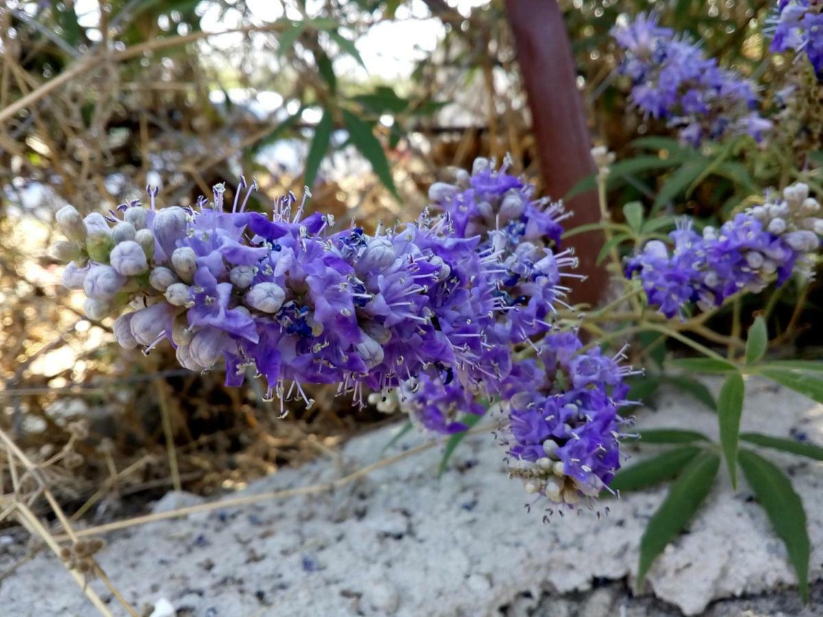 Dimitra'S Garden Villa Kaliráhi Kültér fotó